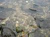 Вода Вода